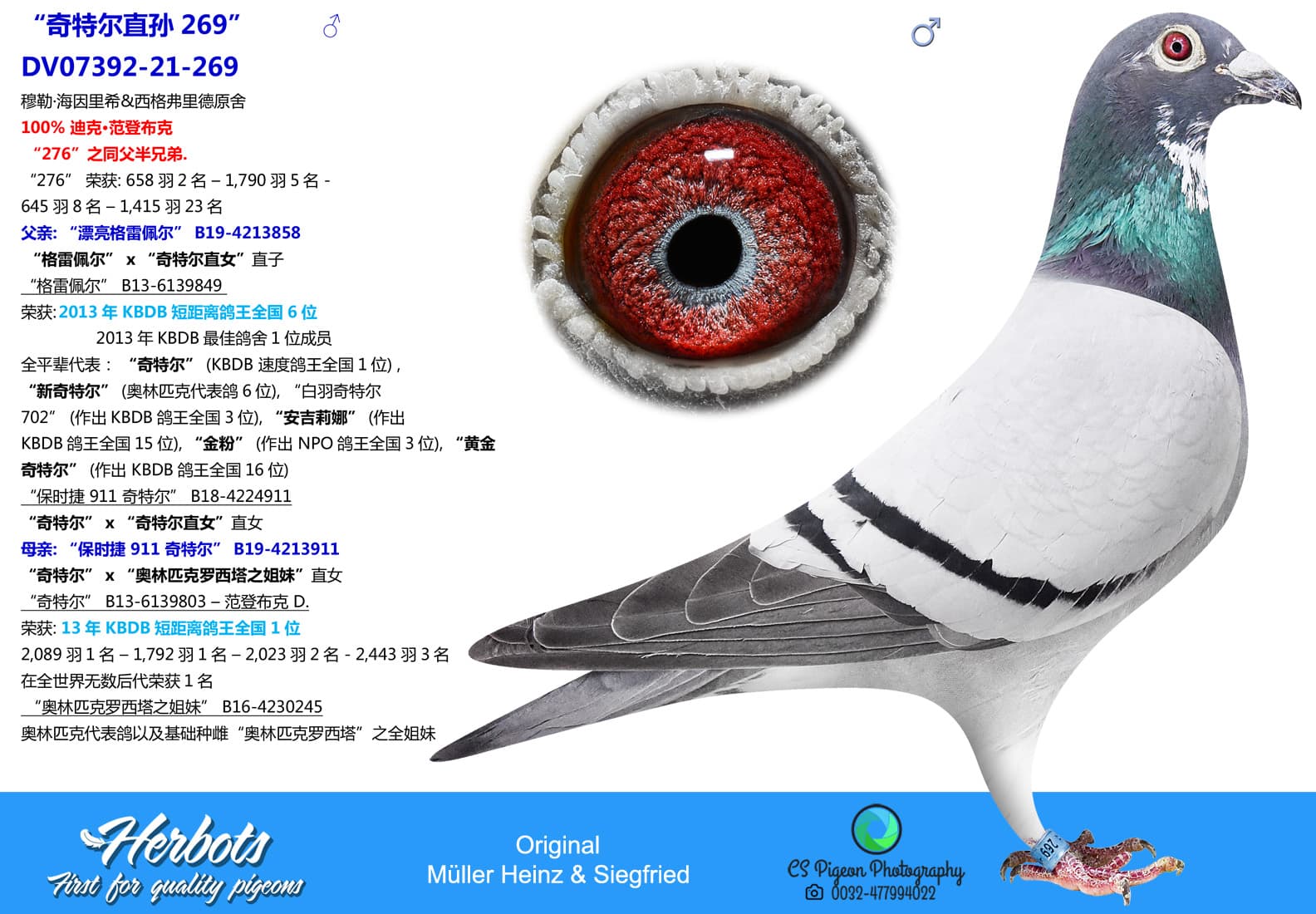 pigeon: undefined