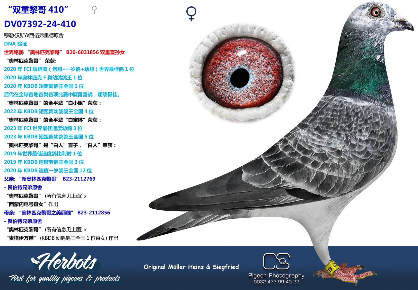 pigeon: undefined