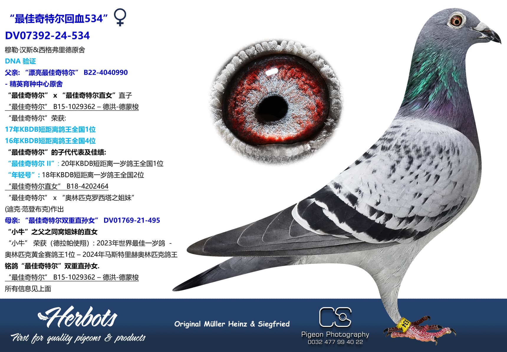 pigeon: undefined