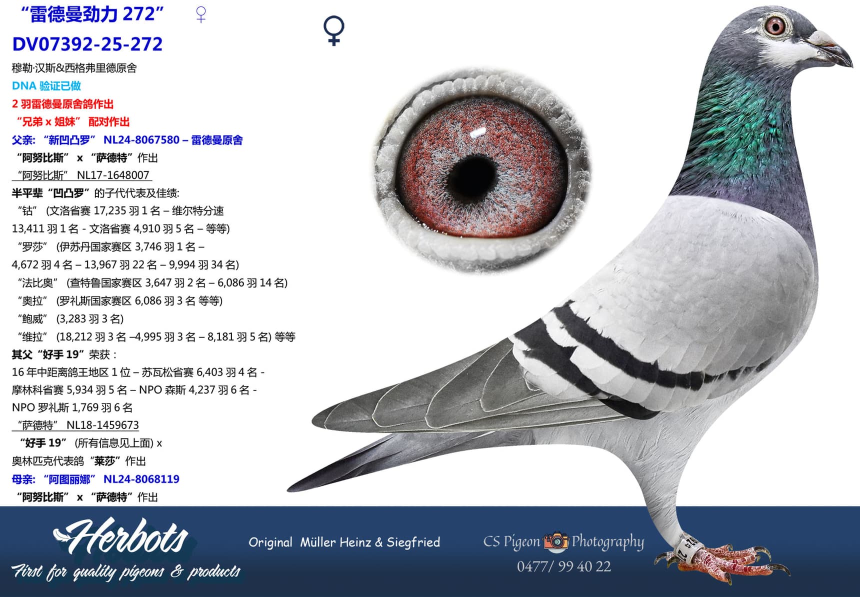 pigeon: undefined