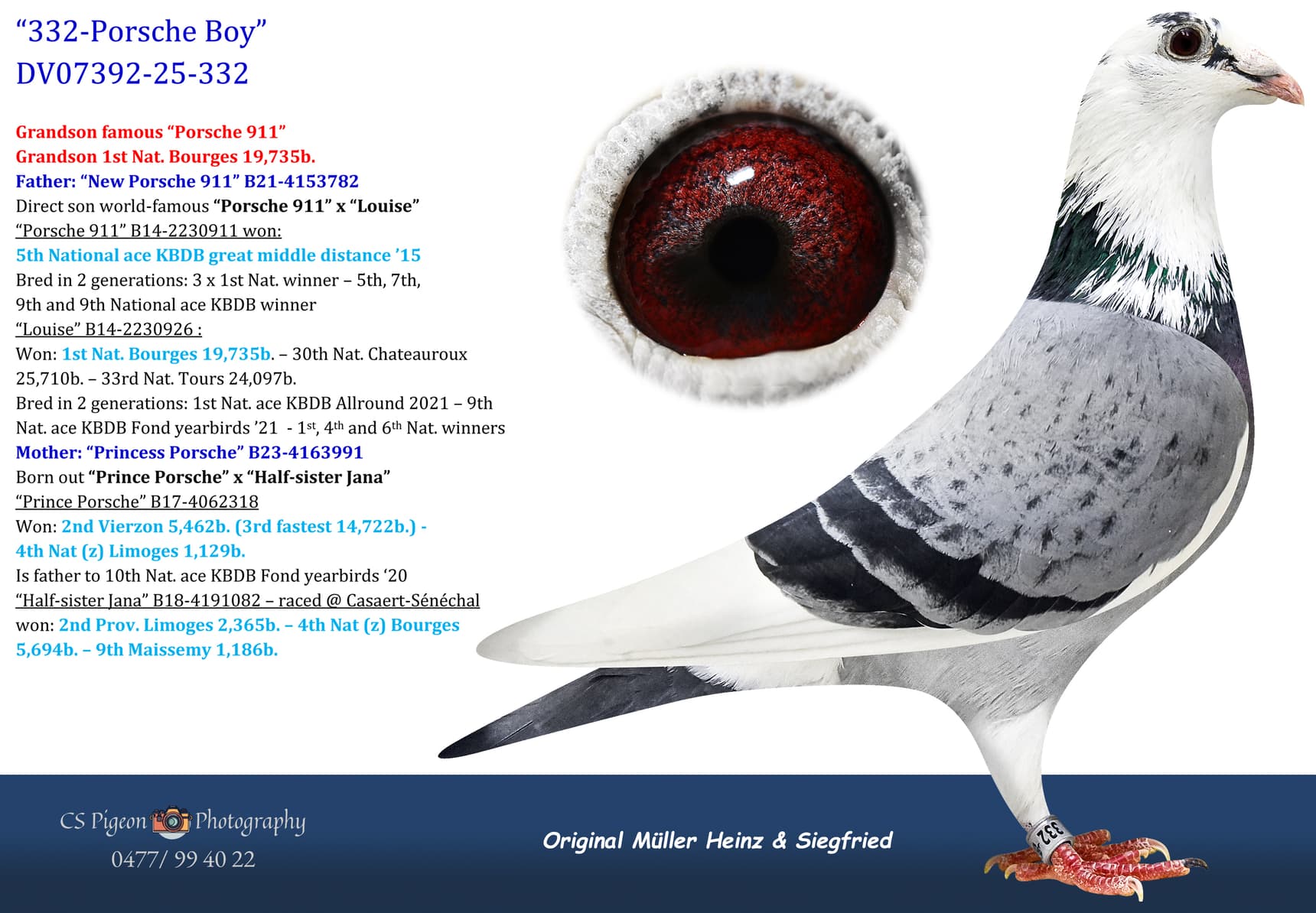 pigeon: undefined