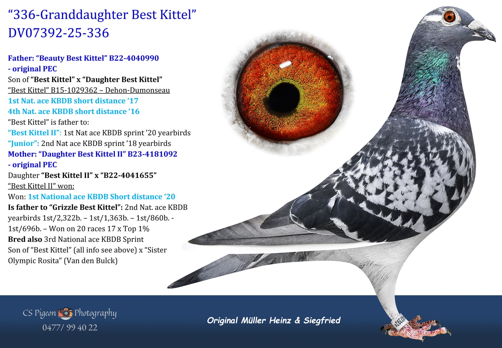 pigeon: undefined
