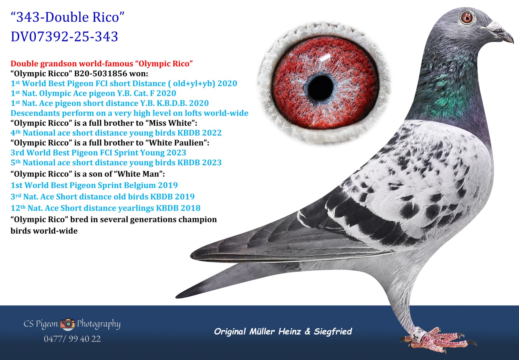 pigeon: undefined