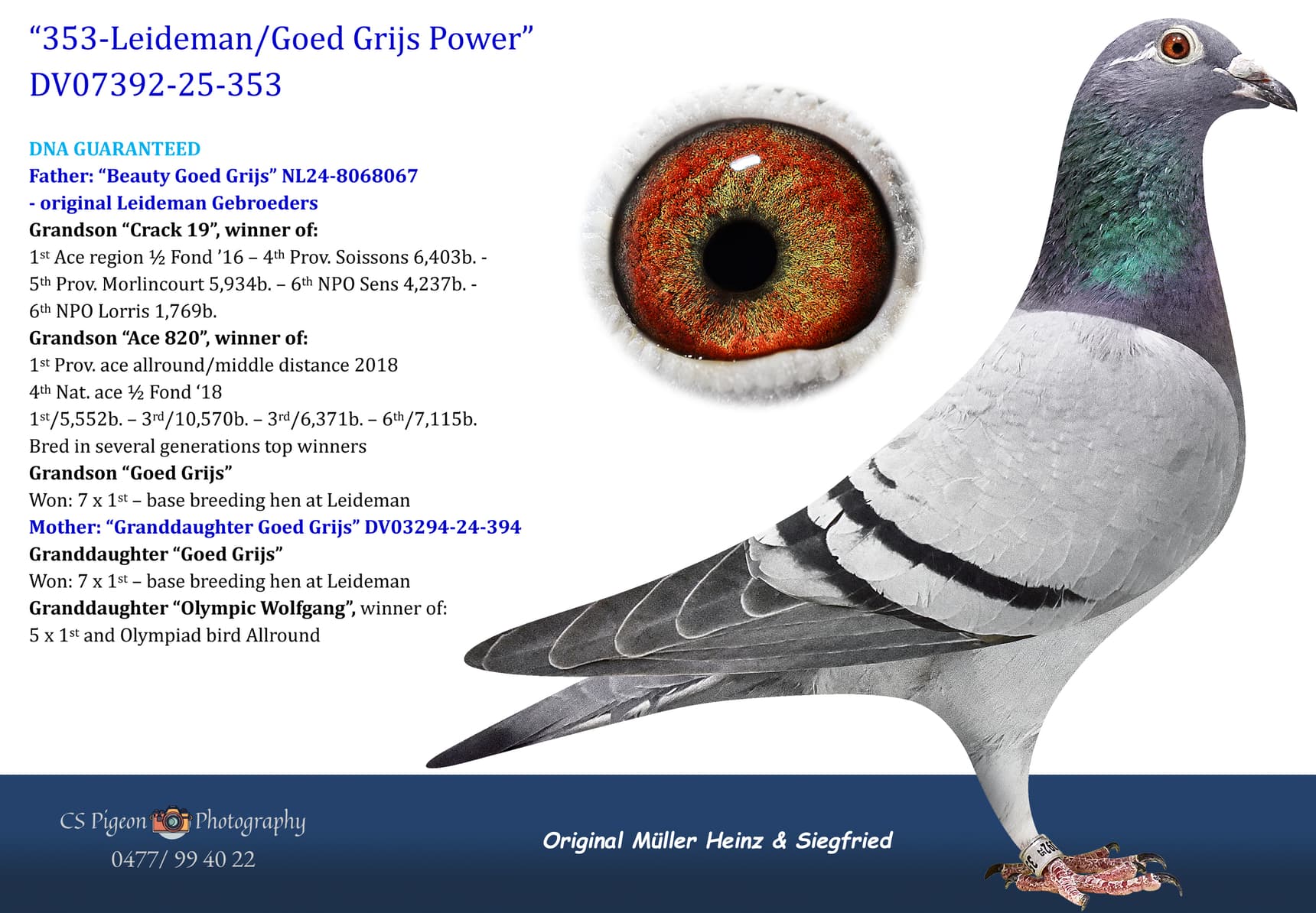 pigeon: undefined