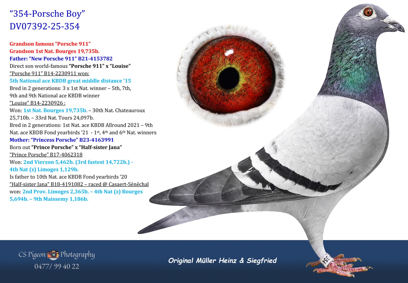 pigeon: undefined