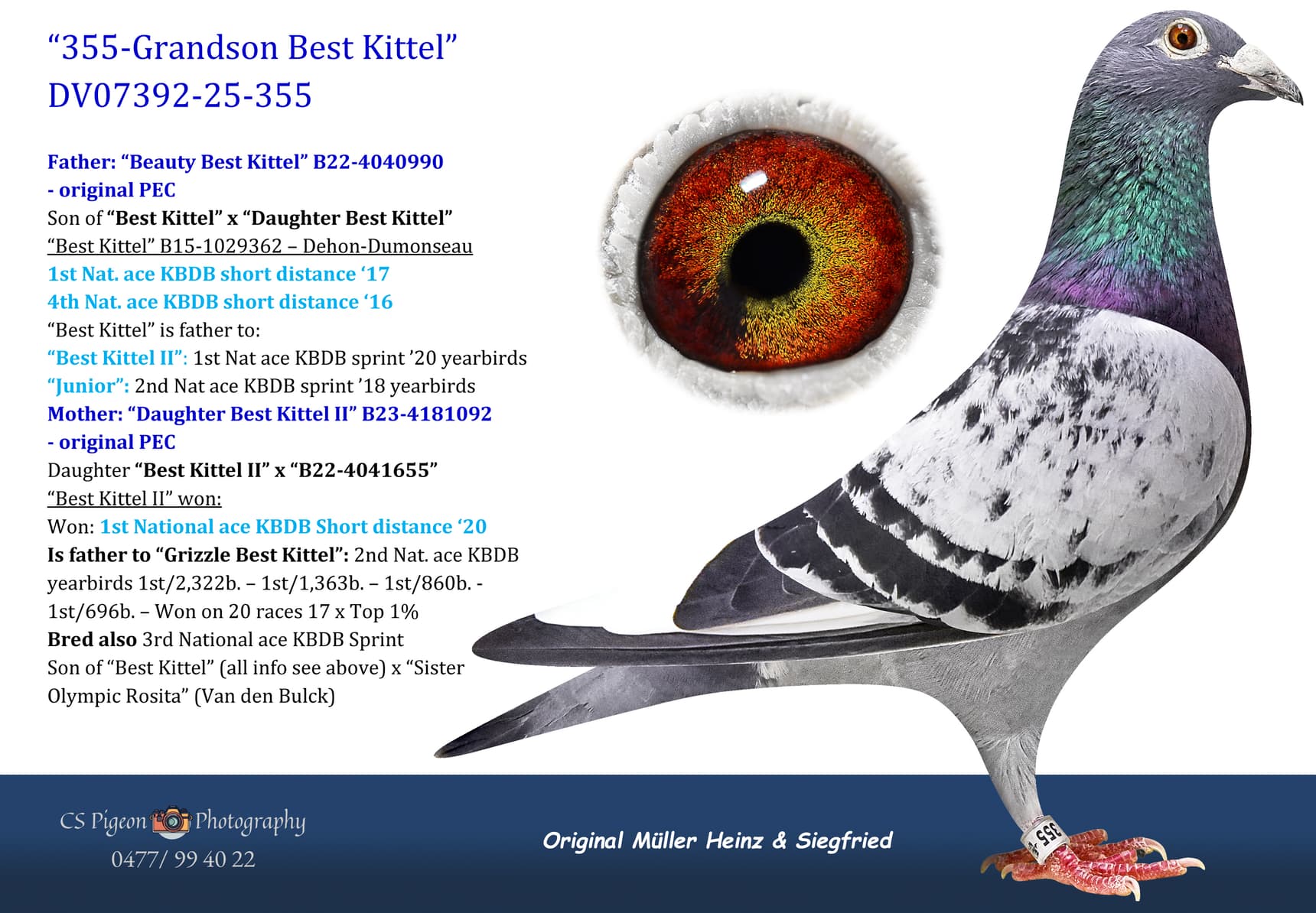 pigeon: undefined