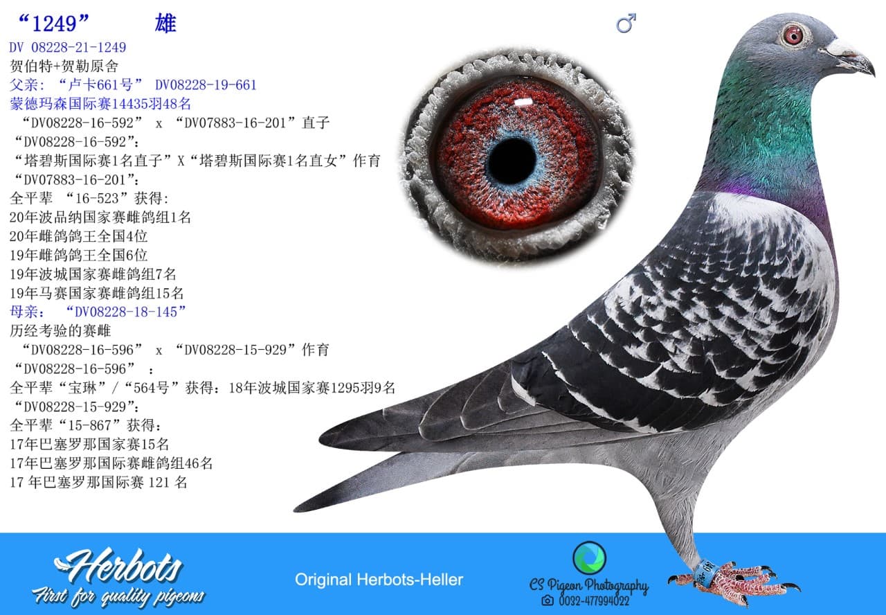 pigeon: undefined