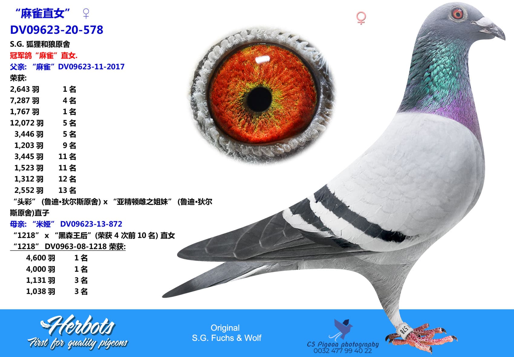 pigeon: undefined