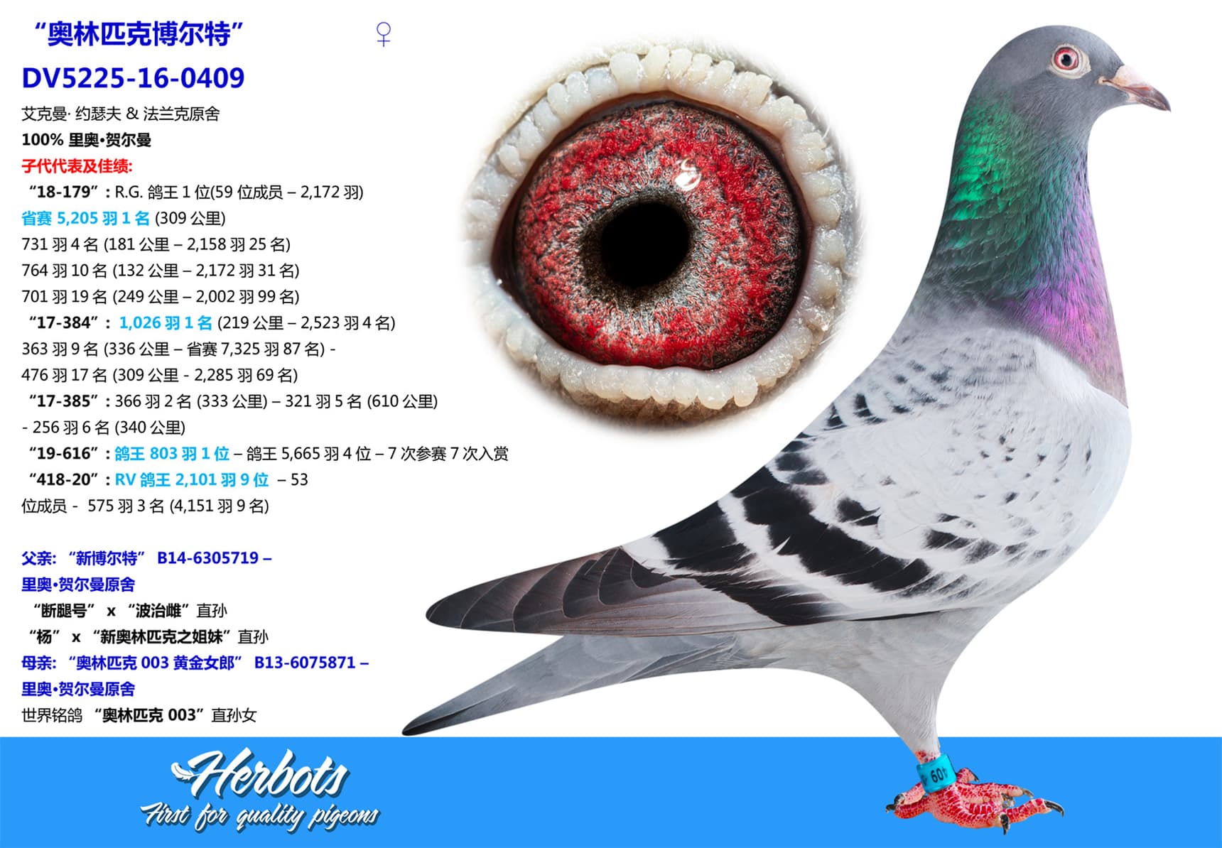 pigeon: undefined