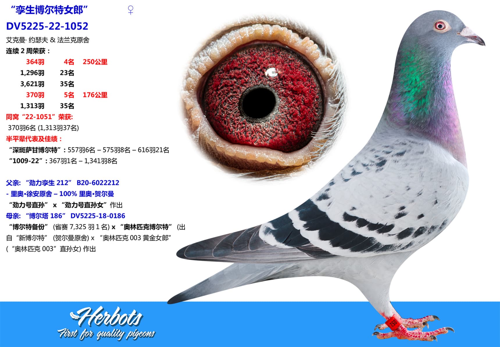 pigeon: undefined