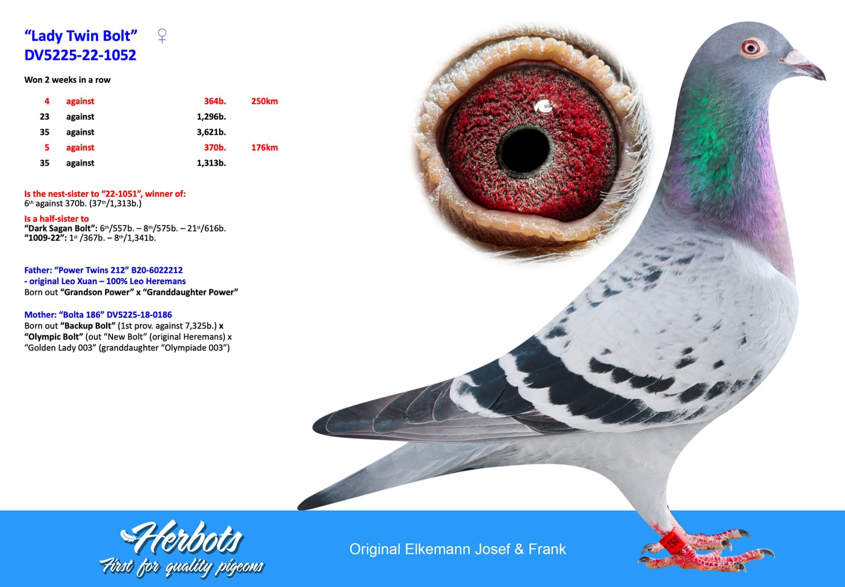 pigeon: undefined