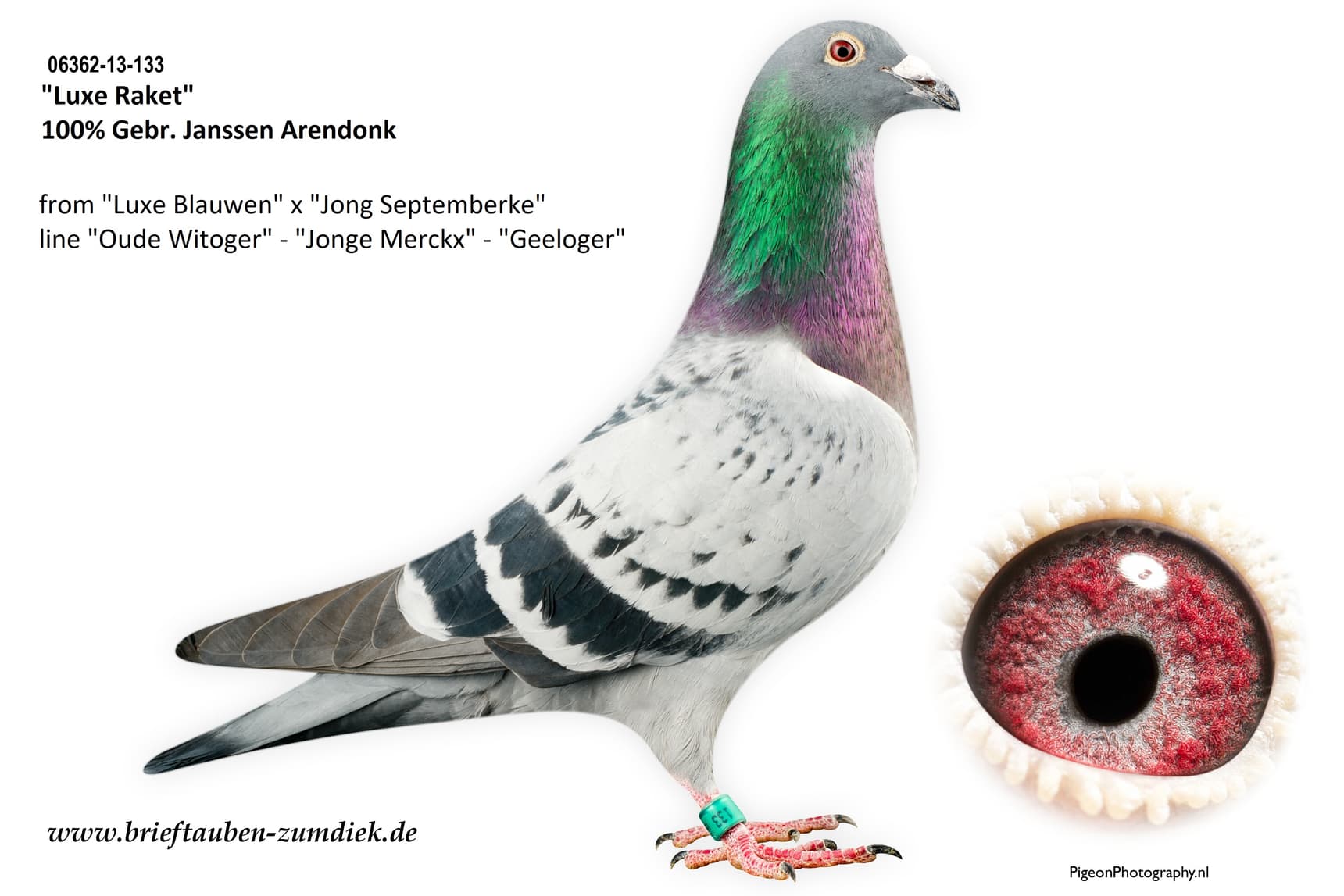 pigeon: undefined