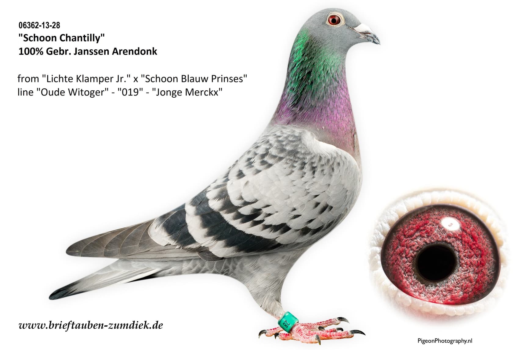 pigeon: undefined