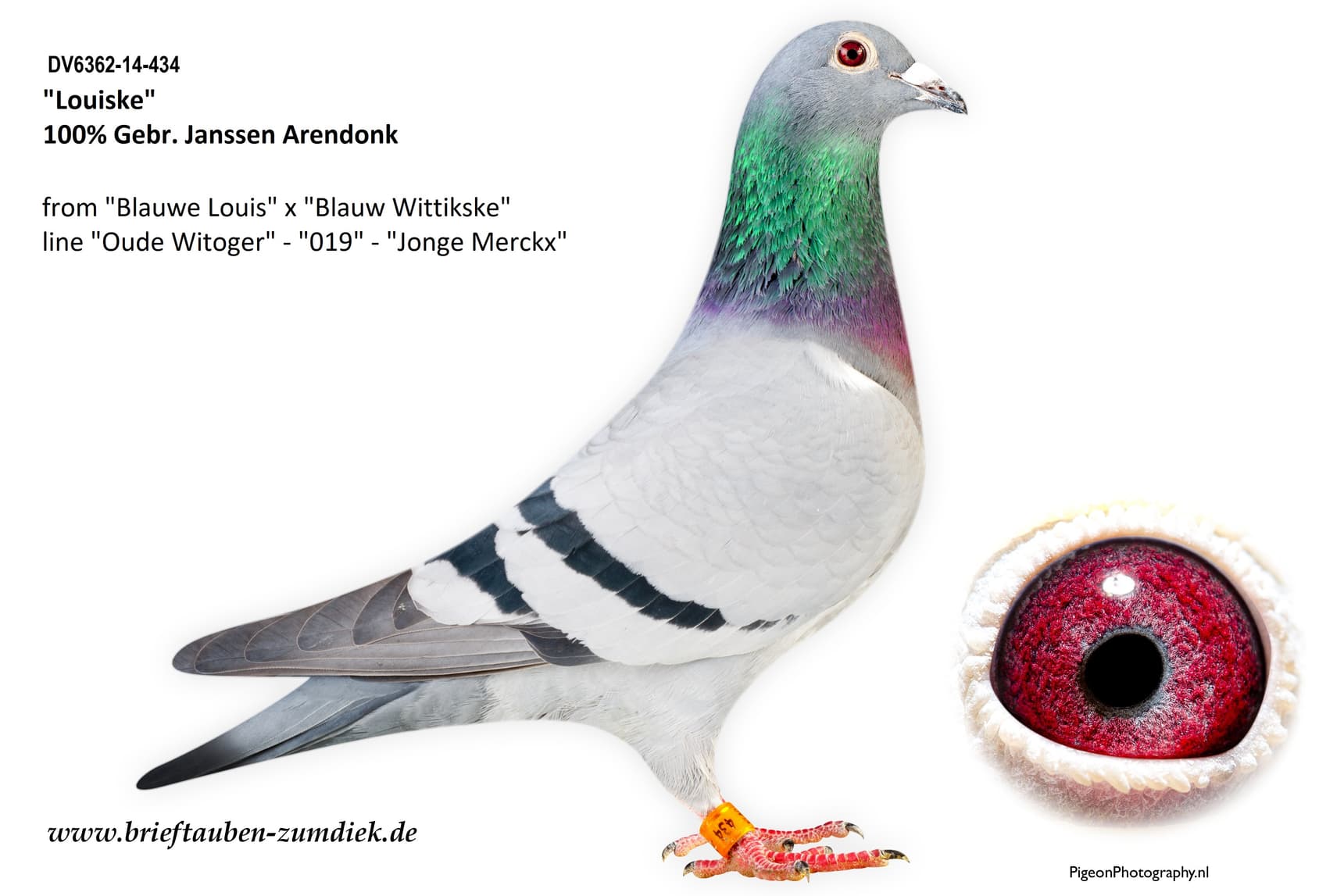 pigeon: undefined
