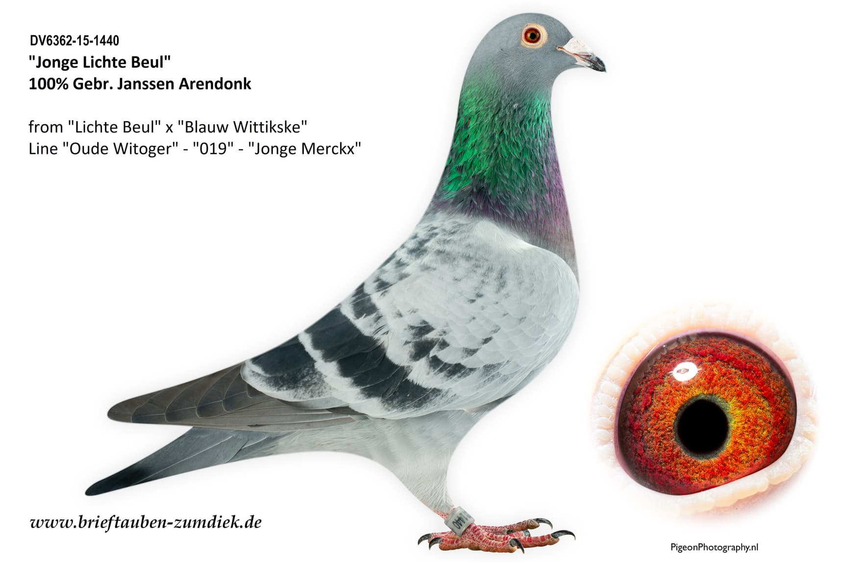 pigeon: undefined