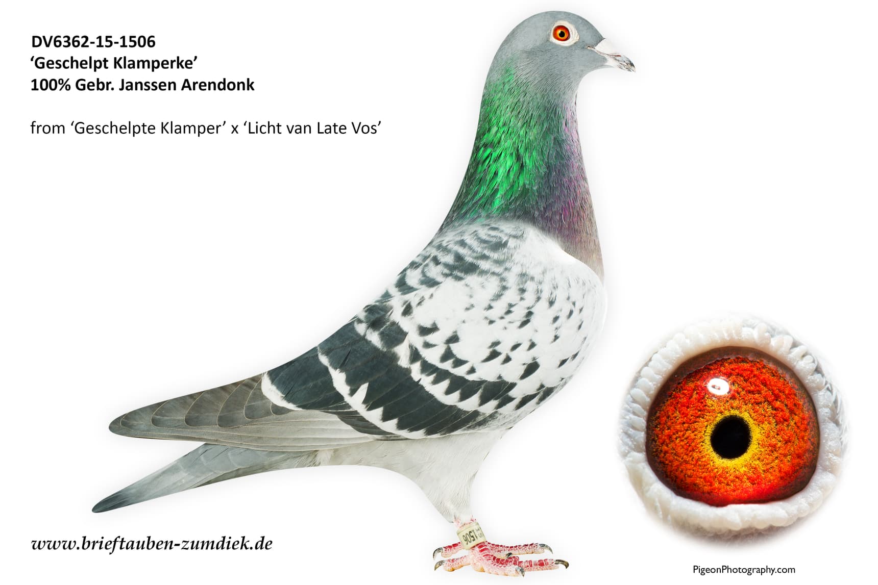 pigeon: undefined