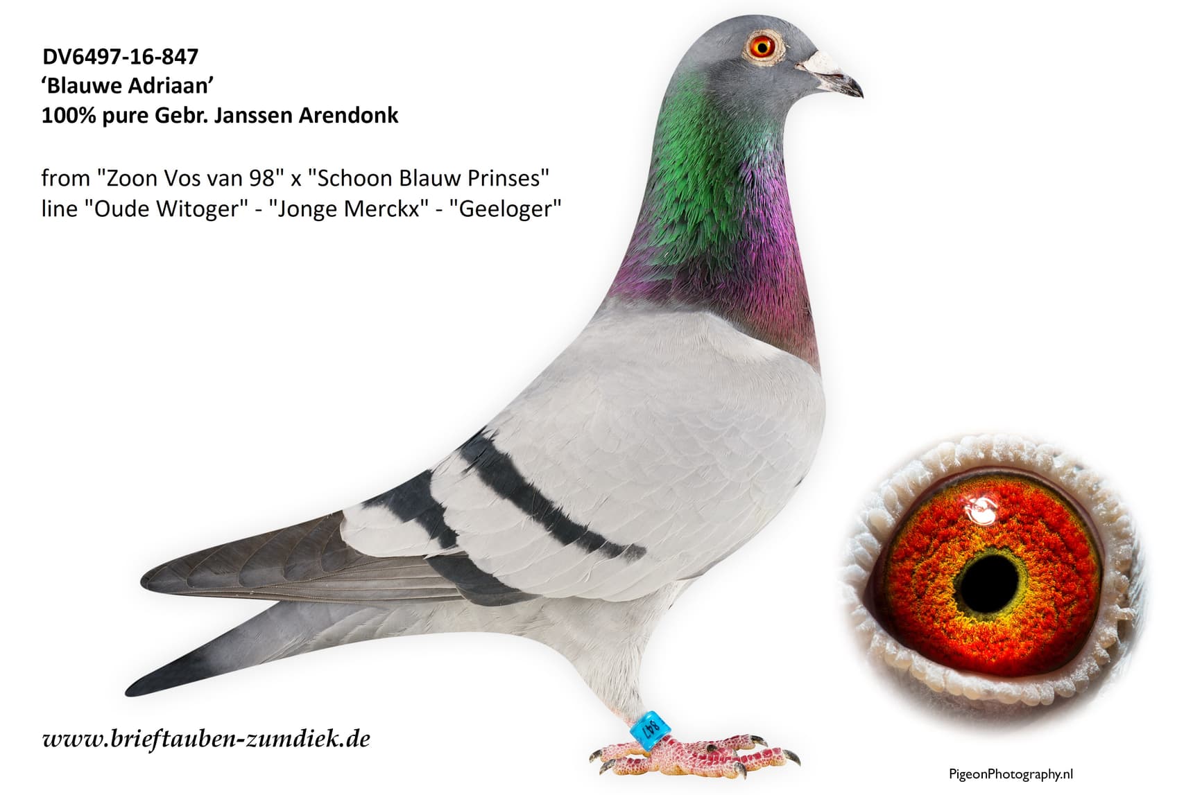 pigeon: undefined