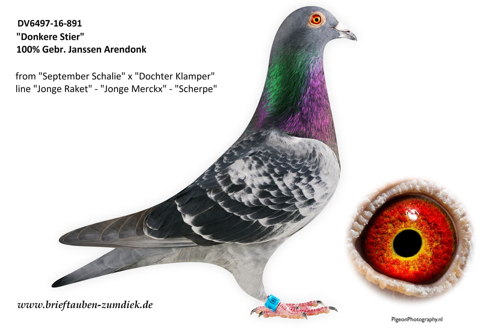 pigeon: undefined