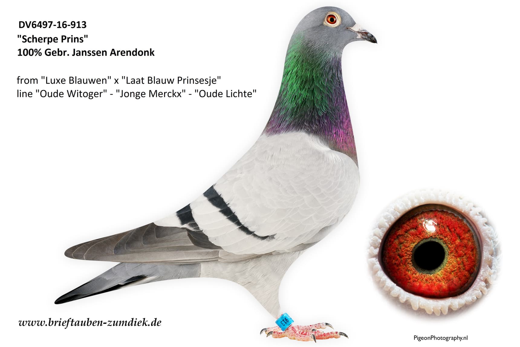 pigeon: undefined