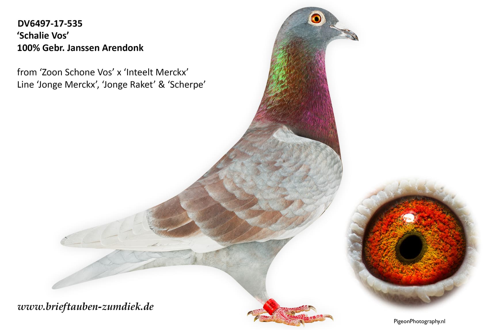 pigeon: undefined