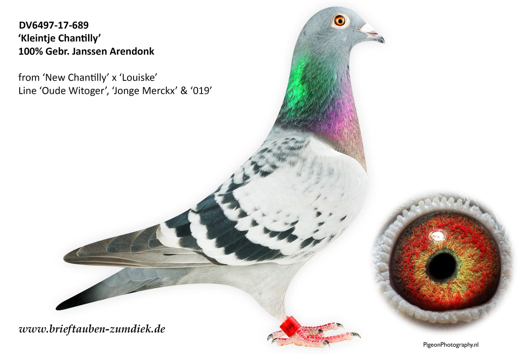 pigeon: undefined