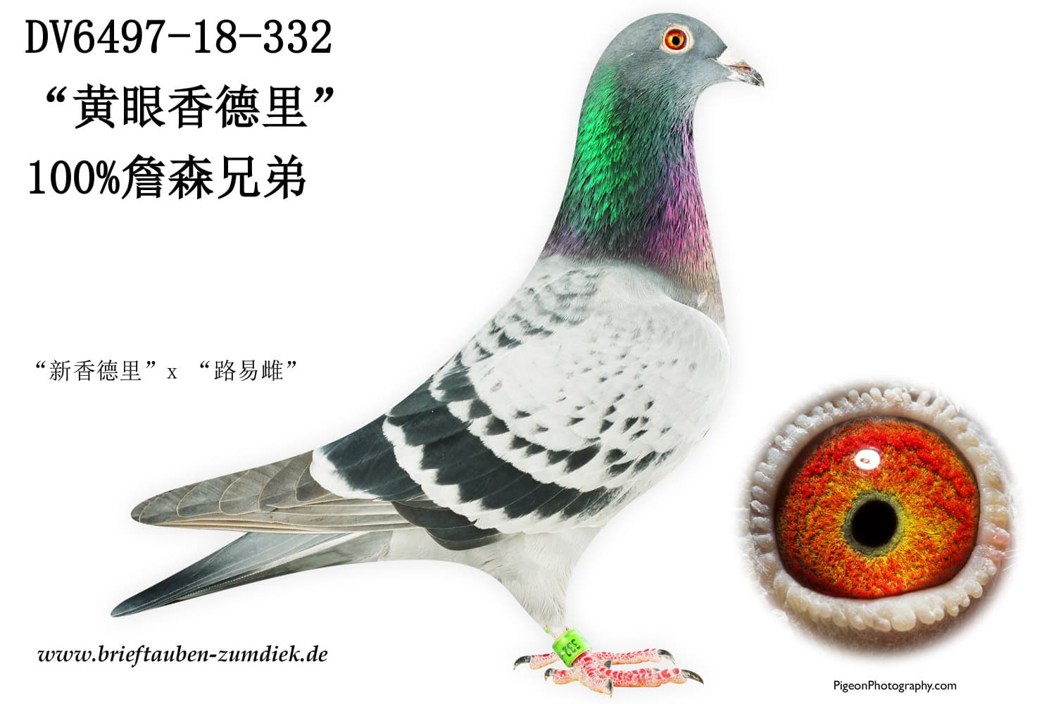 pigeon: undefined