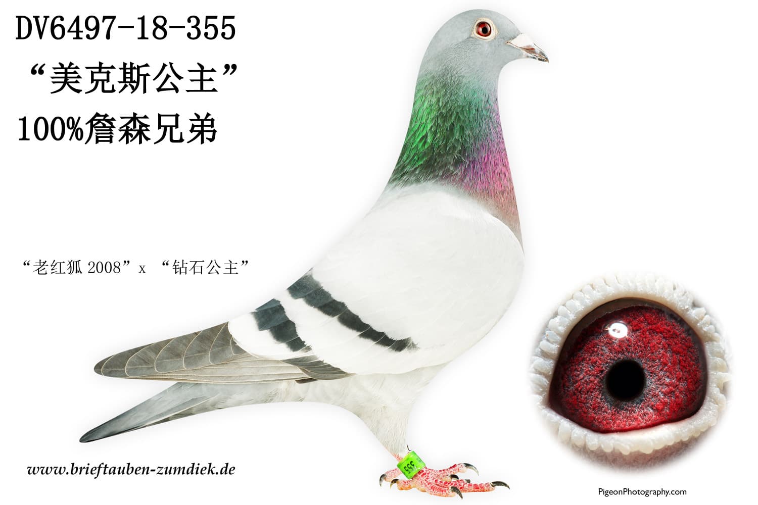 pigeon: undefined