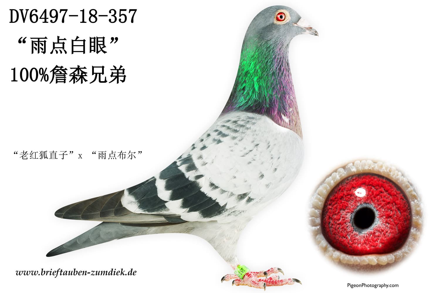 pigeon: undefined