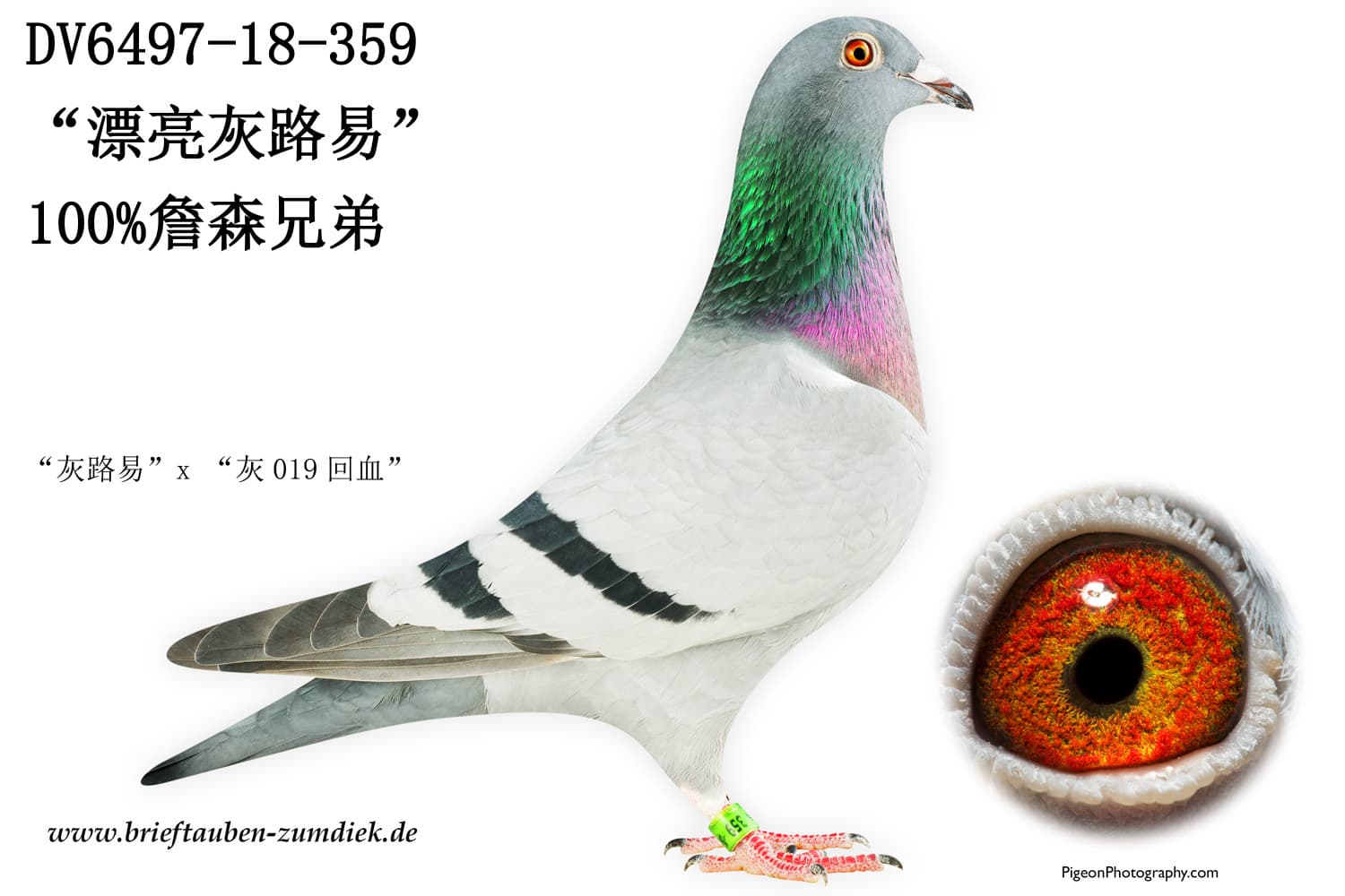 pigeon: undefined