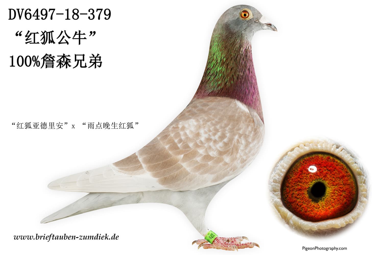 pigeon: undefined