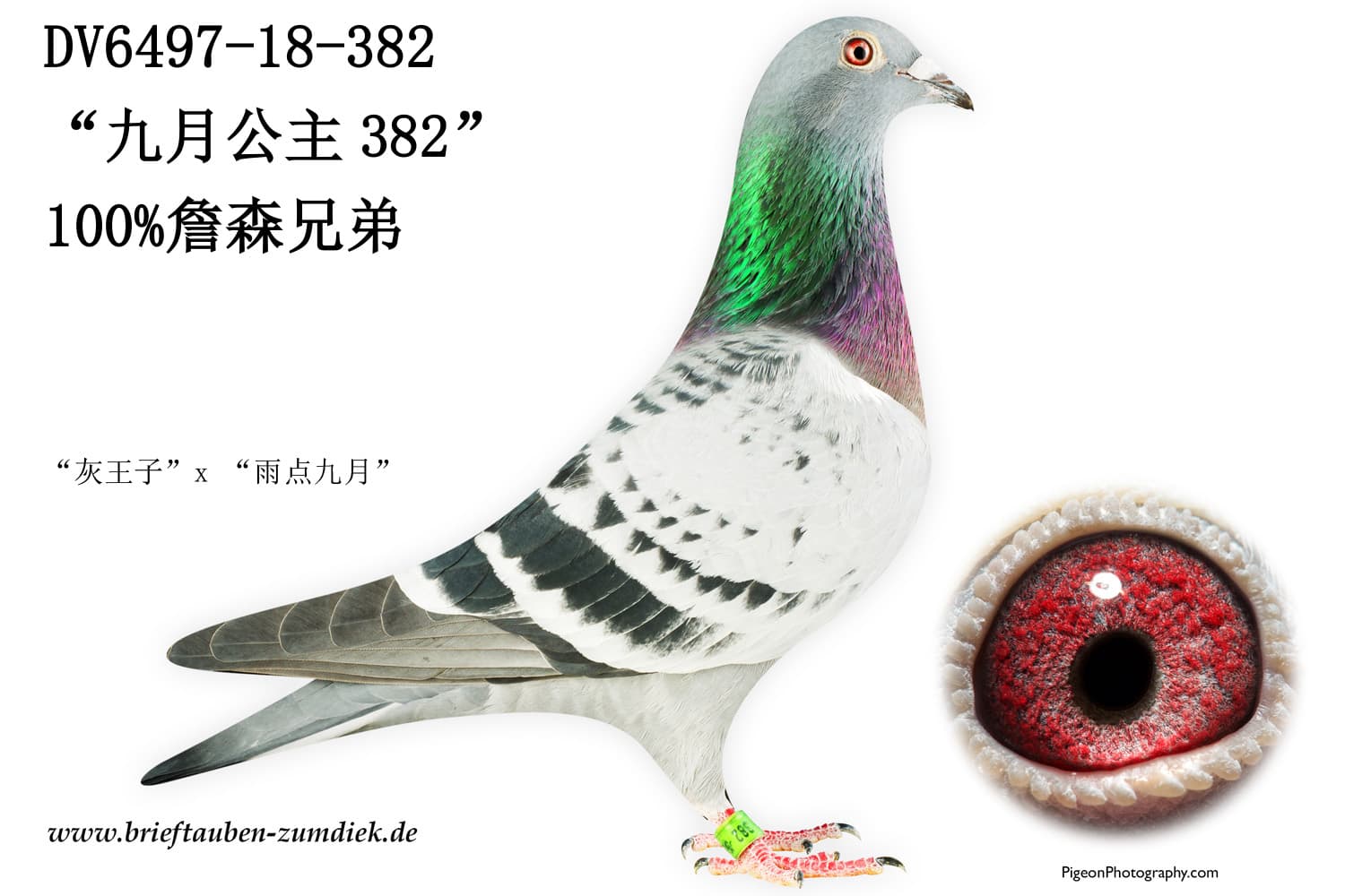 pigeon: undefined