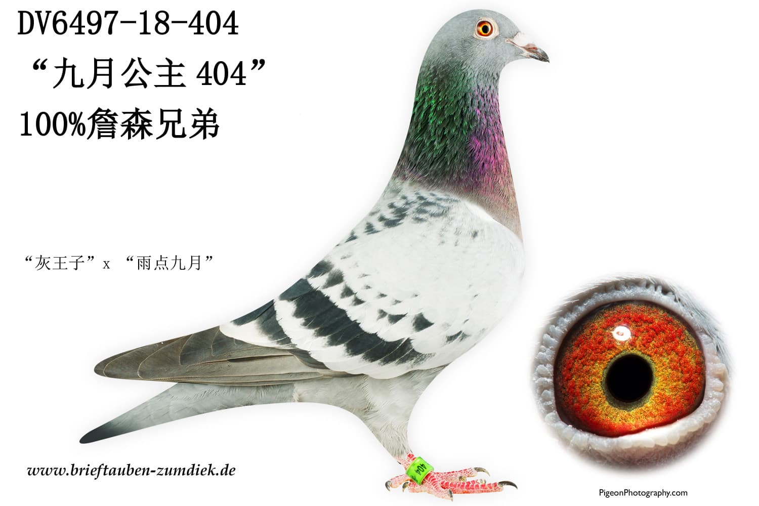 pigeon: undefined