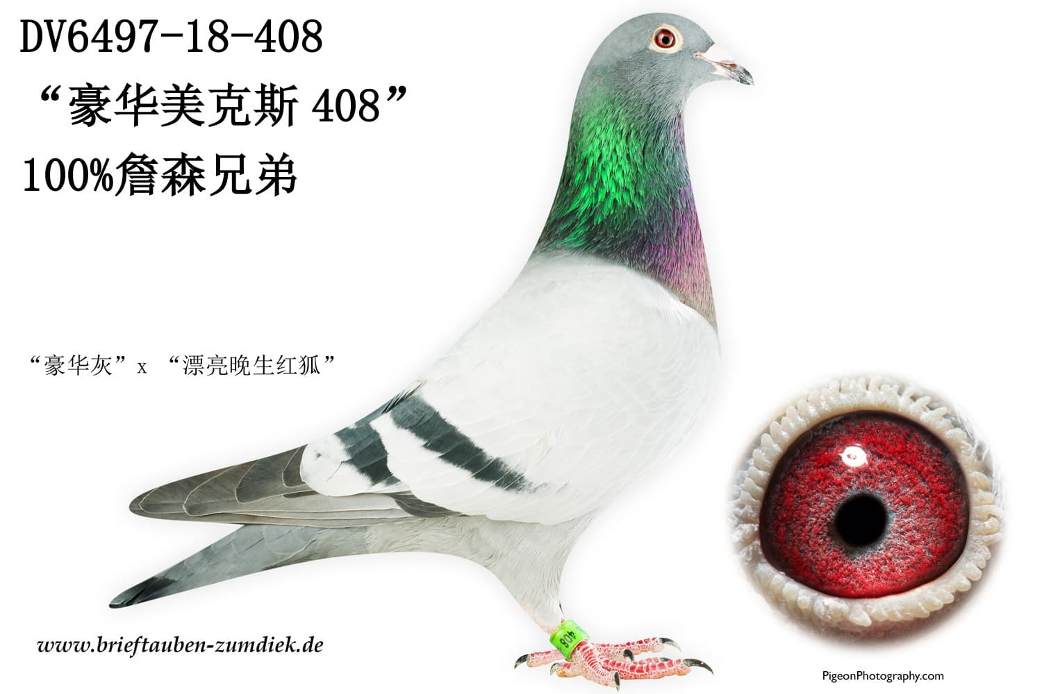 pigeon: undefined