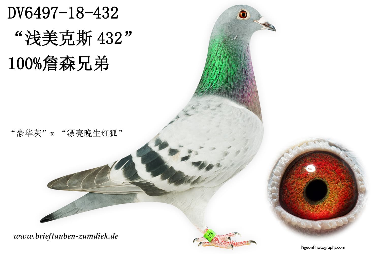 pigeon: undefined