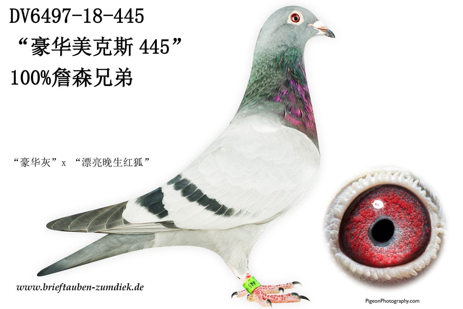 pigeon: undefined