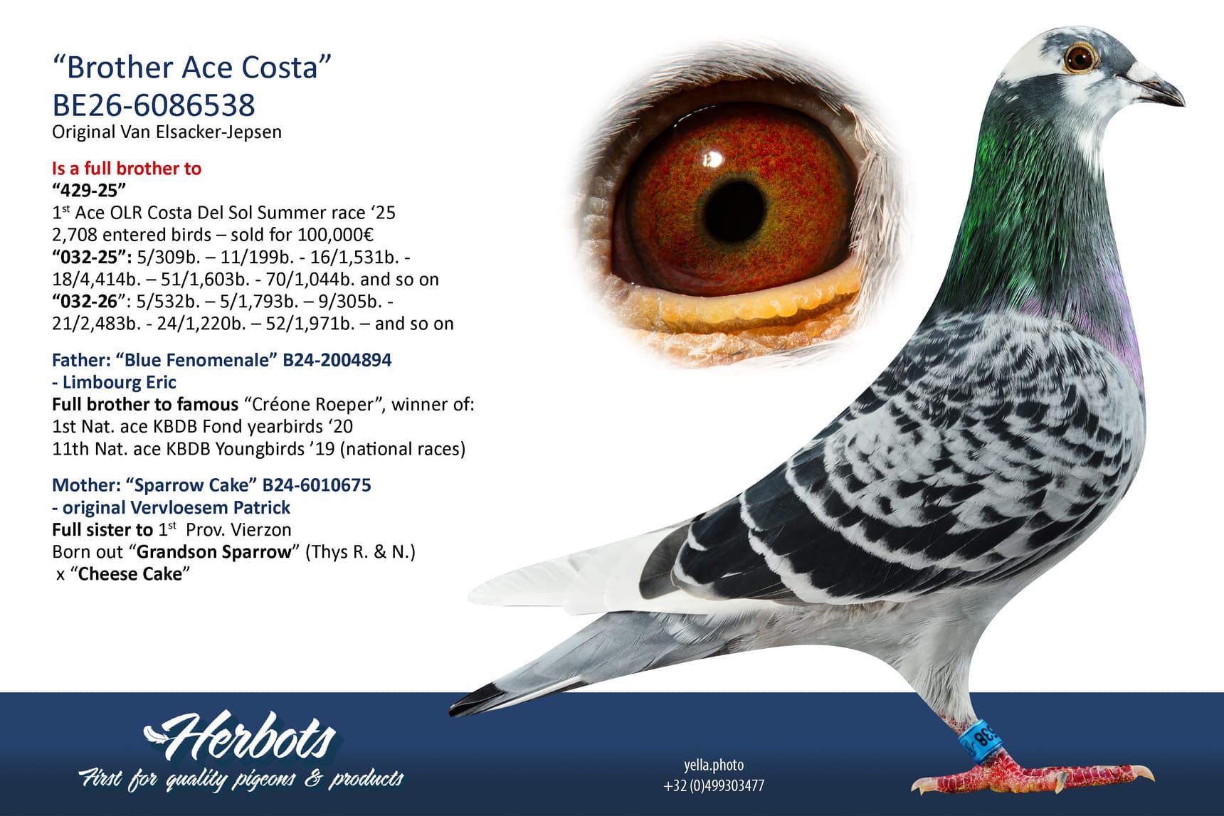 pigeon: undefined