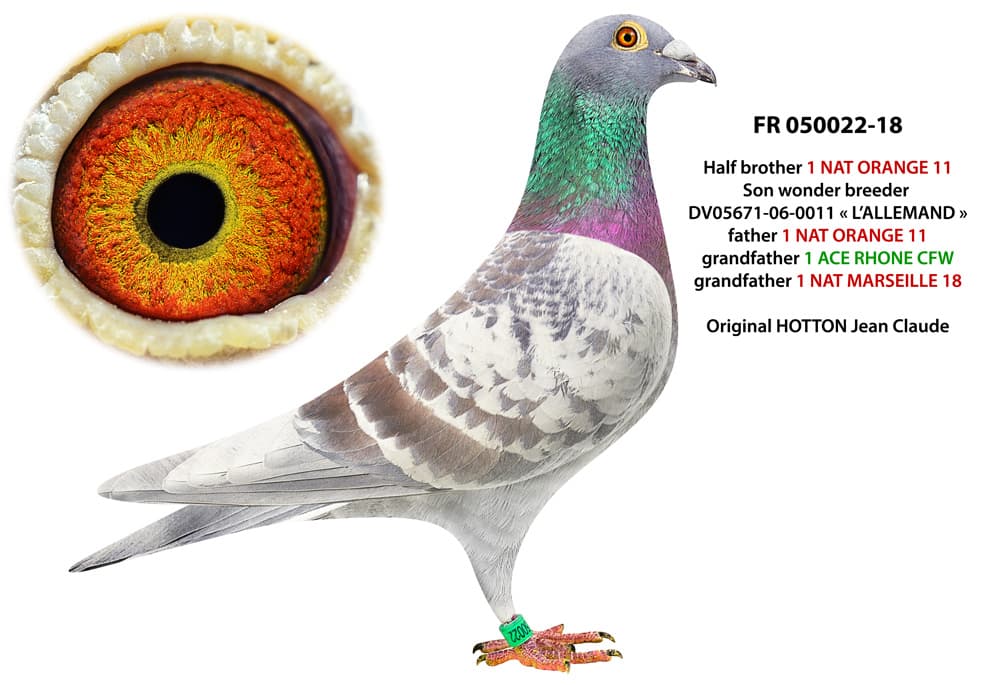 pigeon: undefined