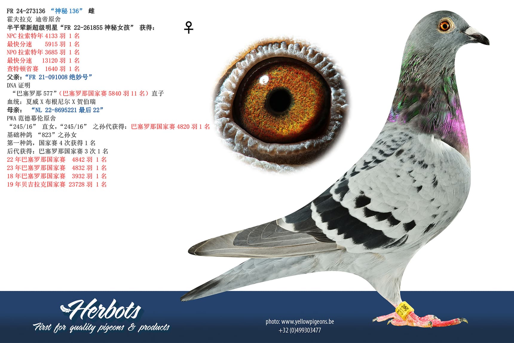 pigeon: undefined