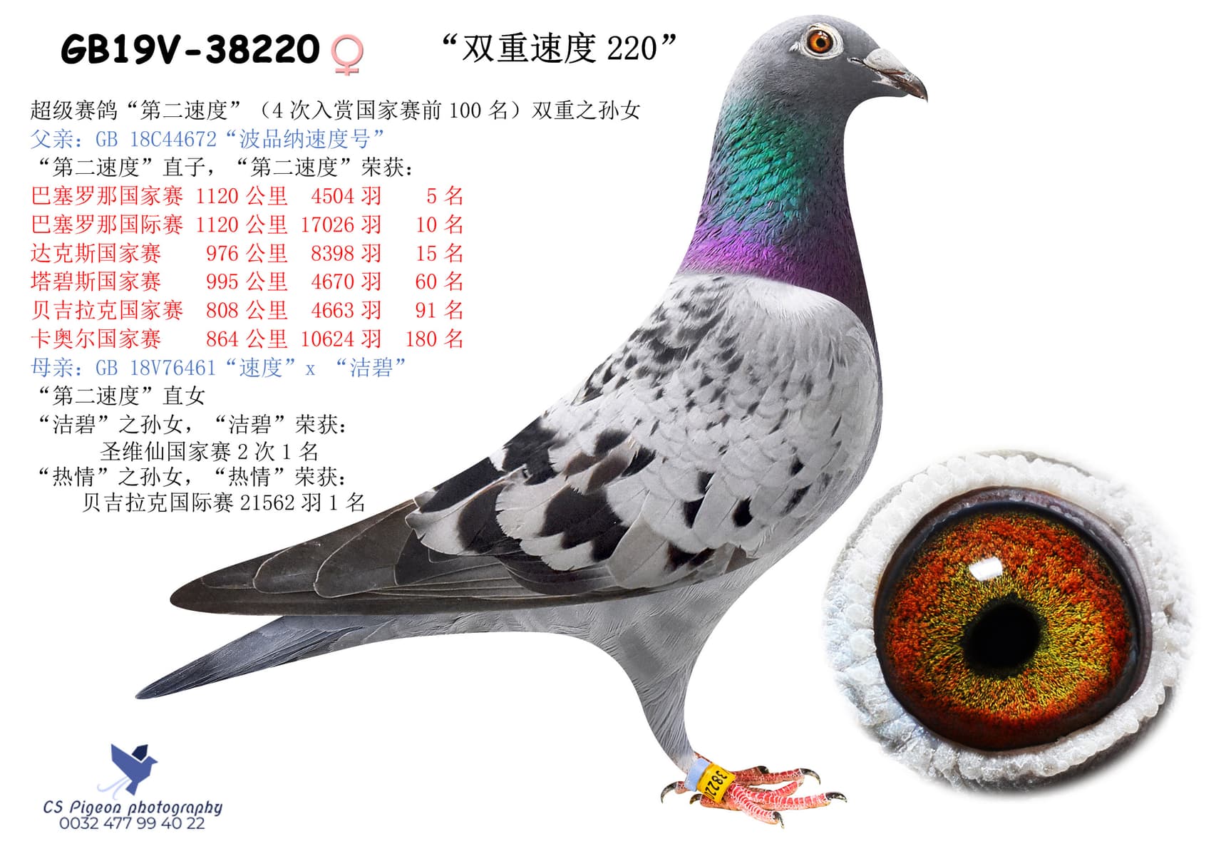 pigeon: undefined