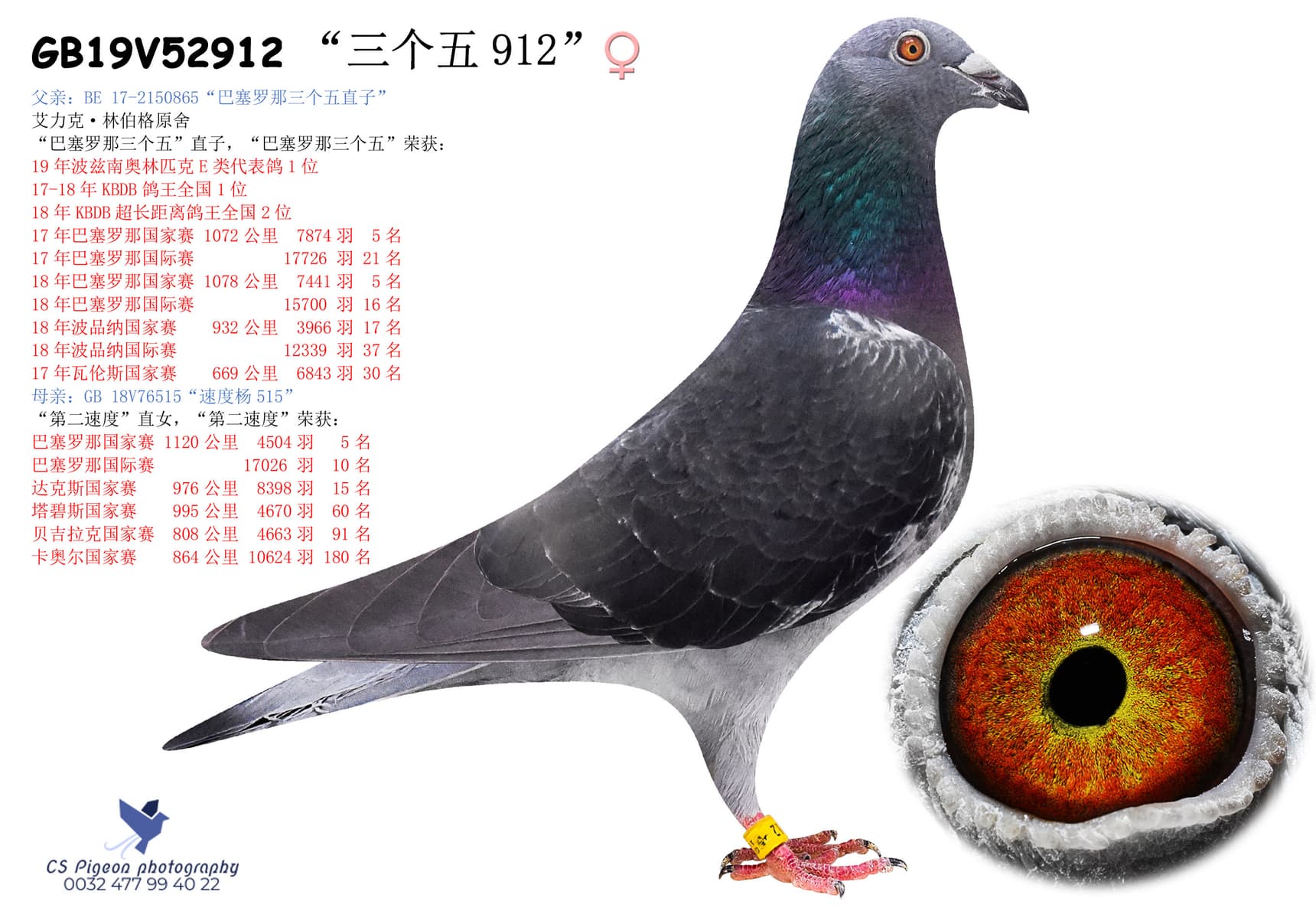 pigeon: undefined