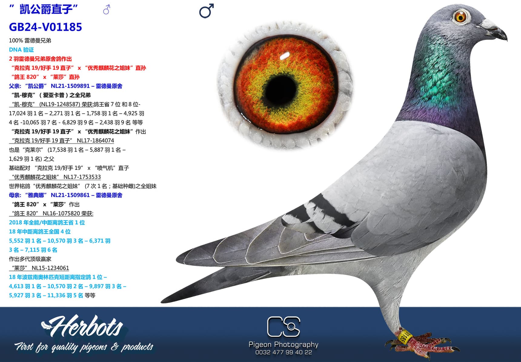 pigeon: undefined