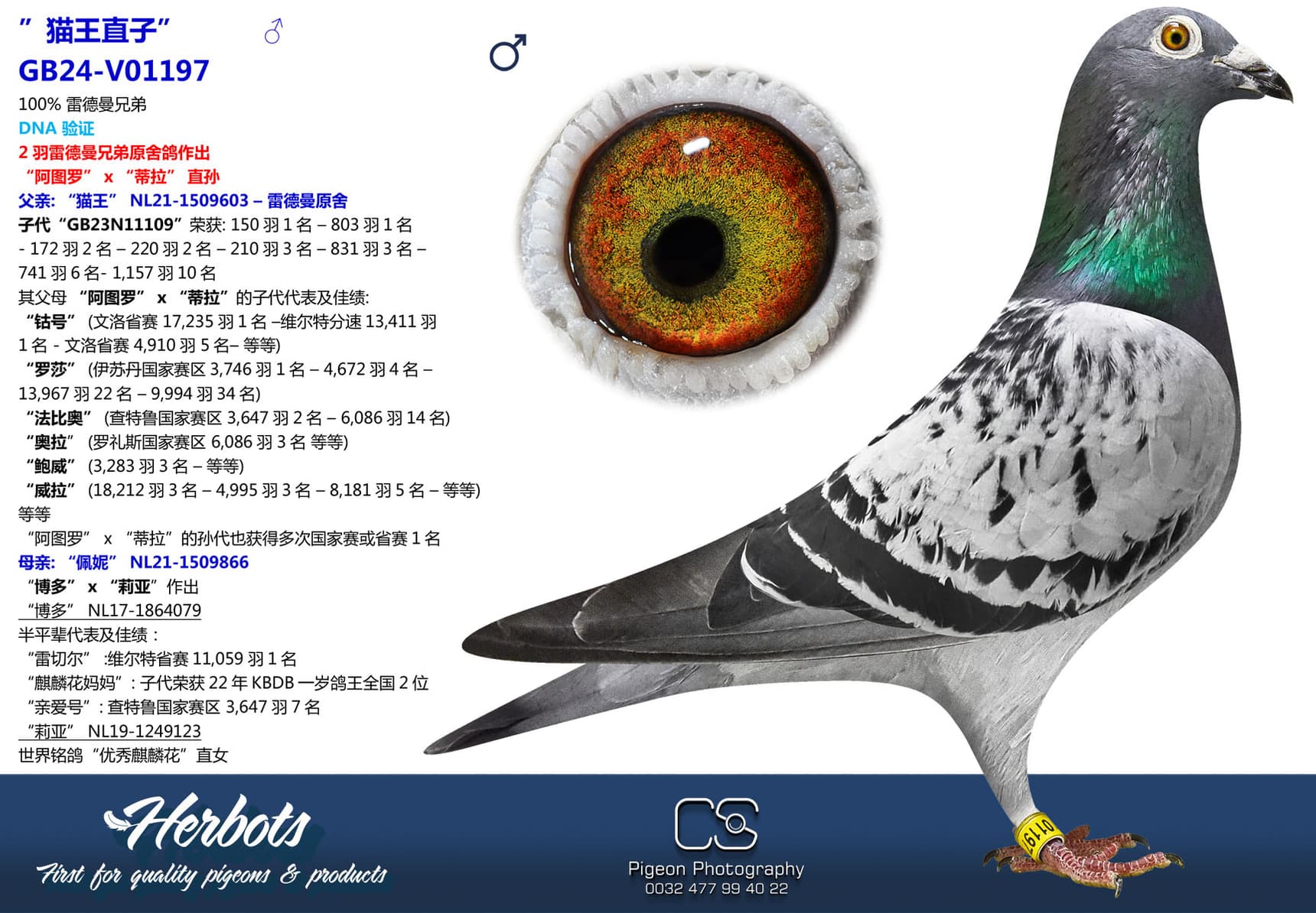 pigeon: undefined