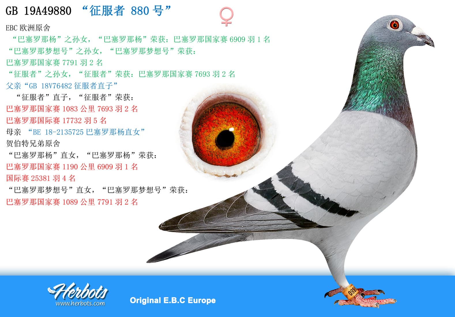 pigeon: undefined