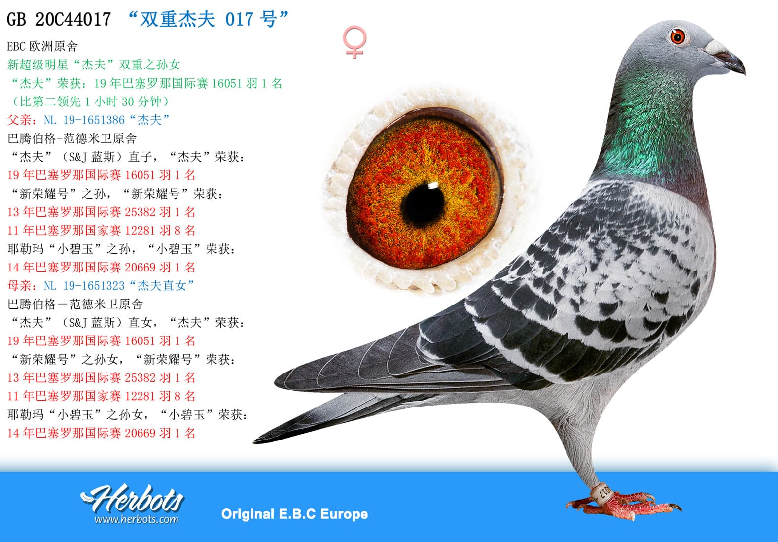 pigeon: undefined