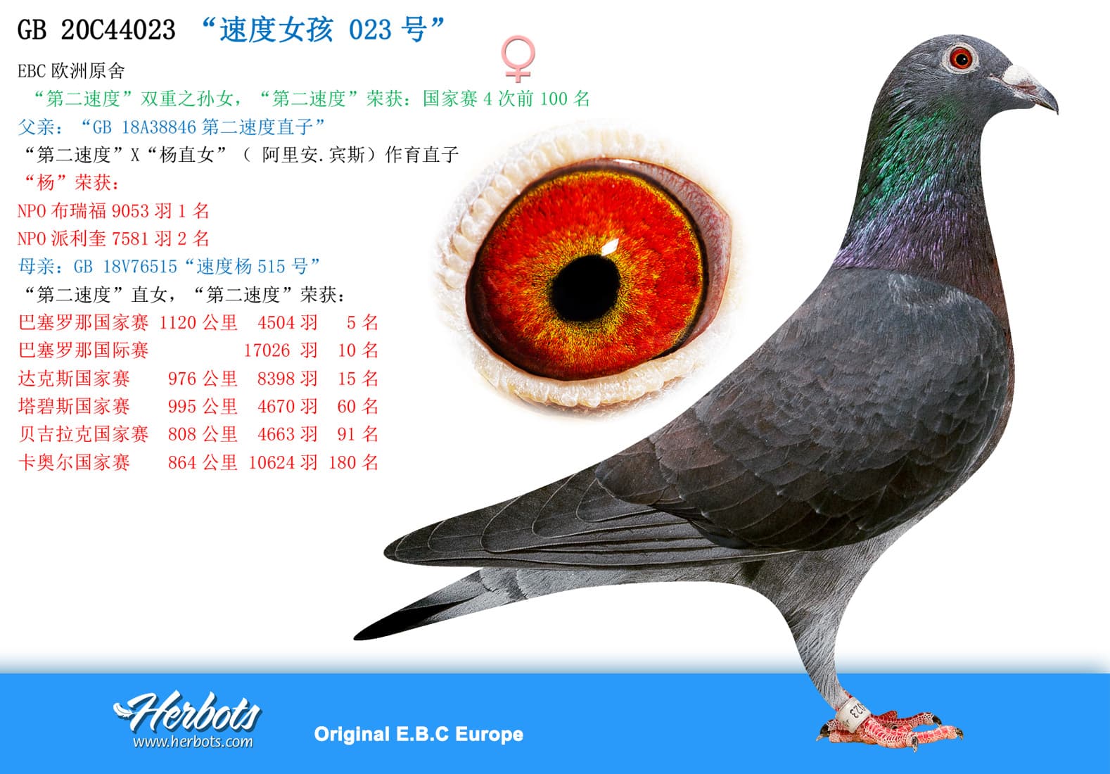 pigeon: undefined