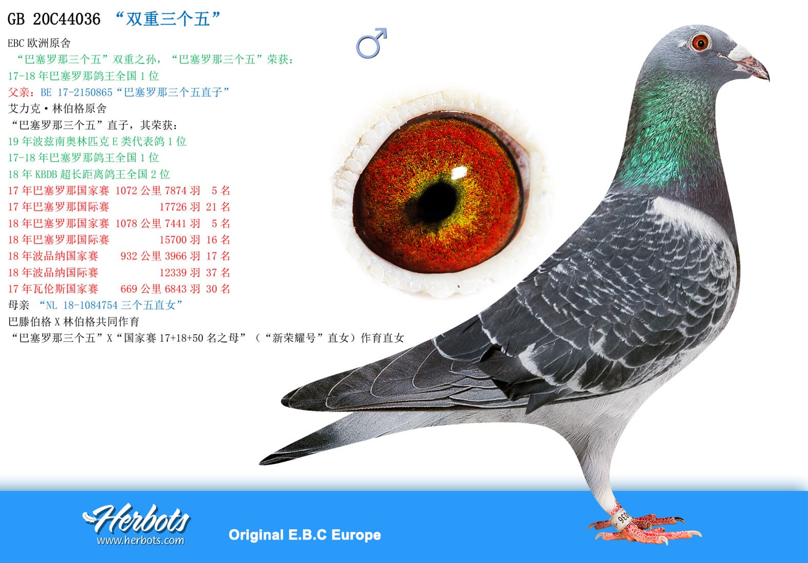 pigeon: undefined