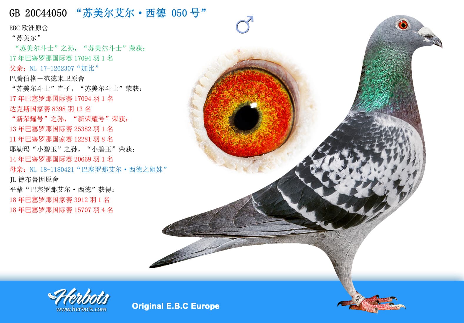 pigeon: undefined