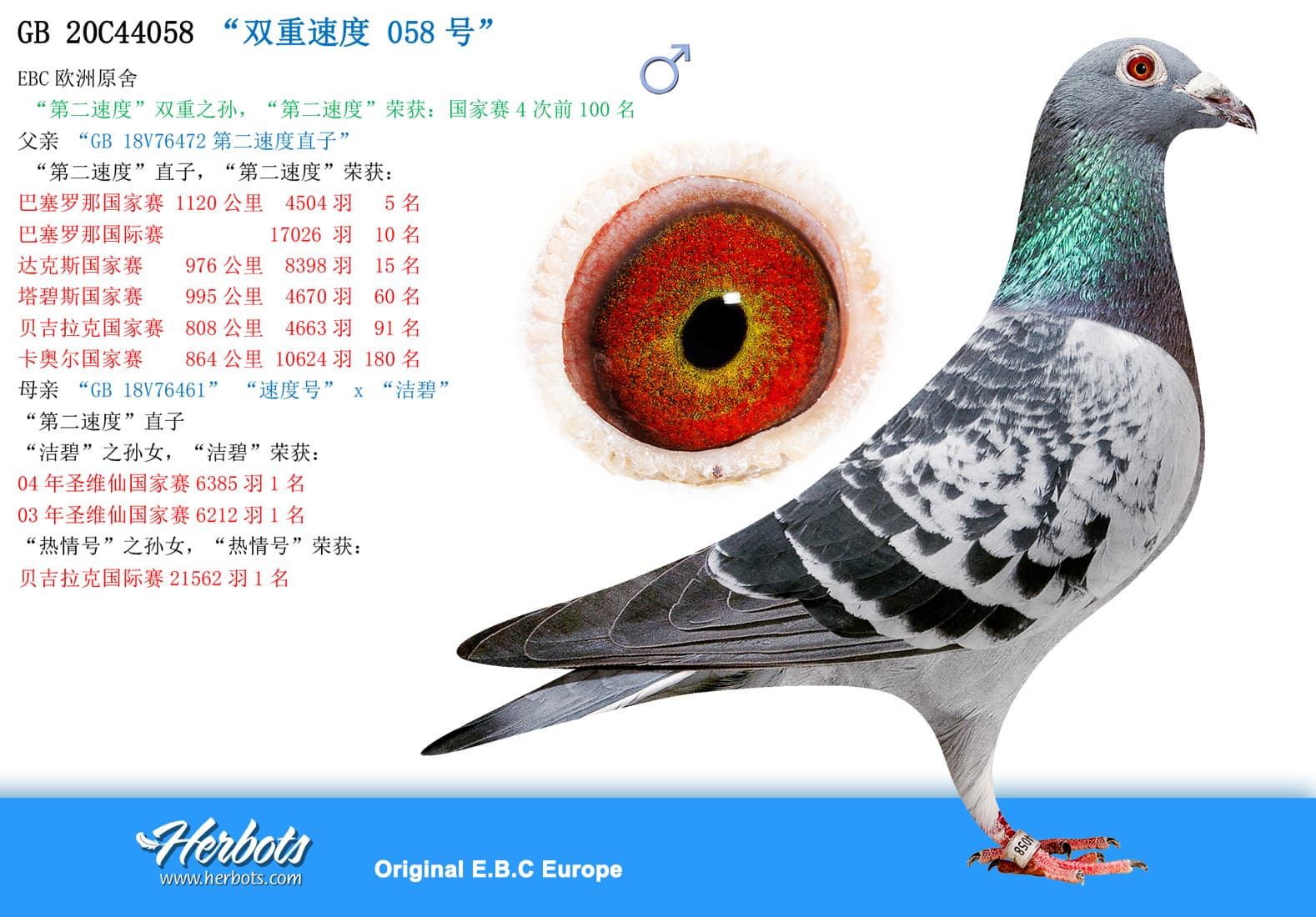 pigeon: undefined