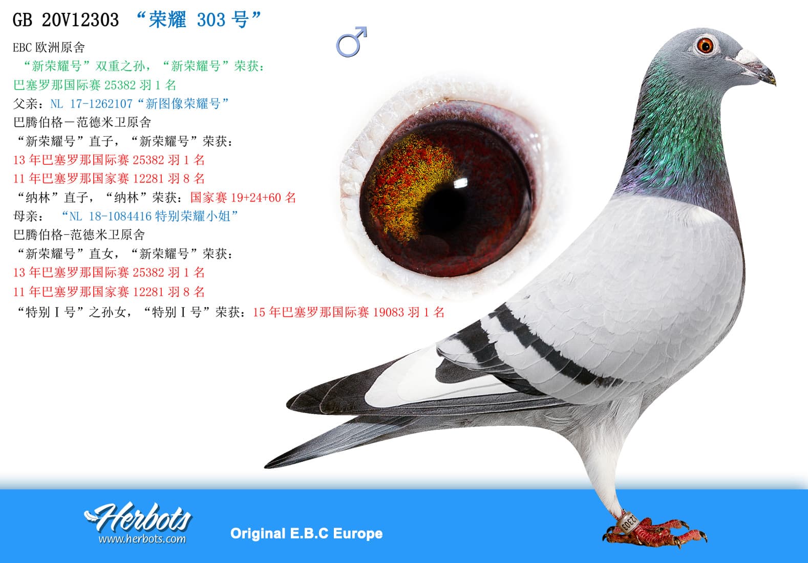 pigeon: undefined