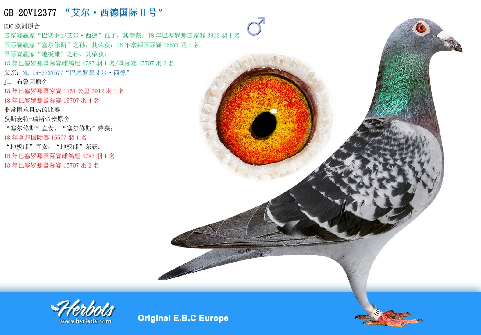 pigeon: undefined